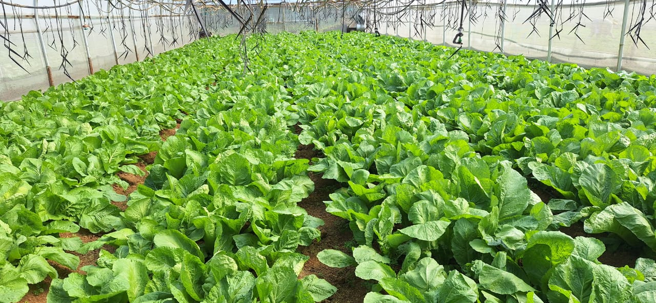 Eland Greens